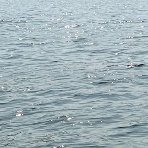 Meet your Posher, Campbell